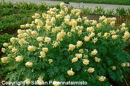 Corydalis nobilis
